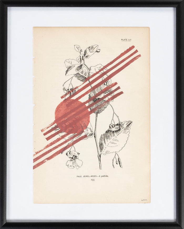 Pale Jewel Weed - framed print