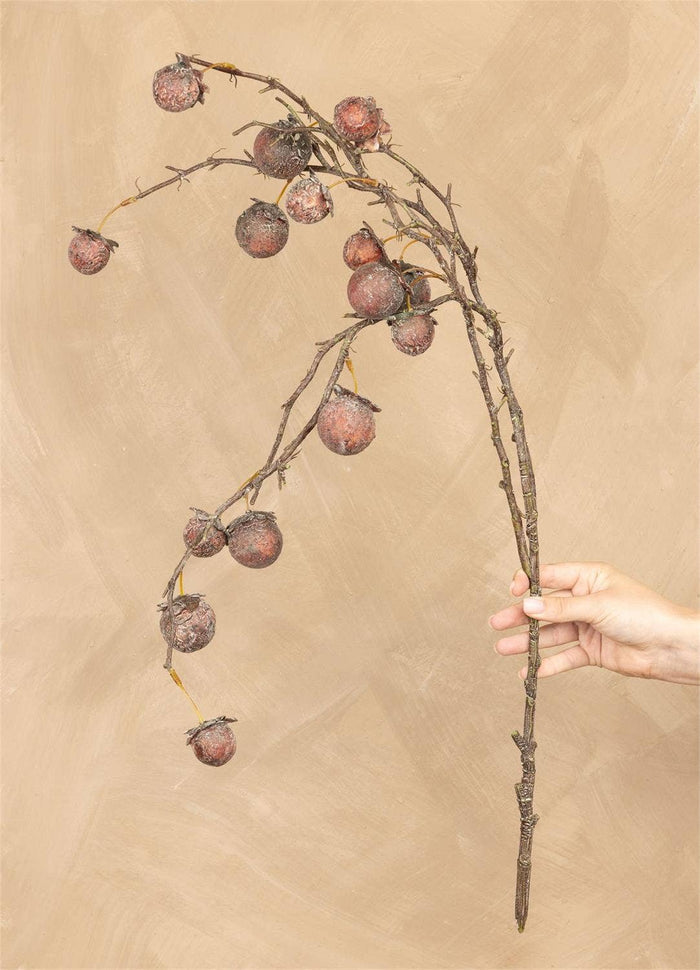 Chinaberry Burgundy Stem