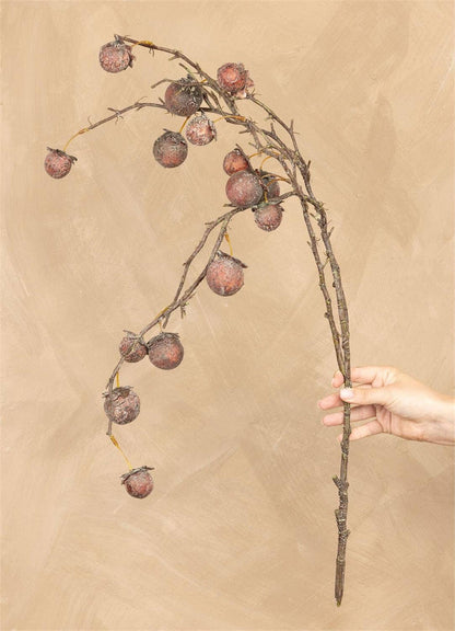 Chinaberry Burgundy Stem
